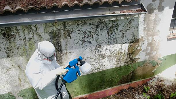 Trusted Basement Mold Remediation service in Taneytown, MD - Cheap Mold Removal